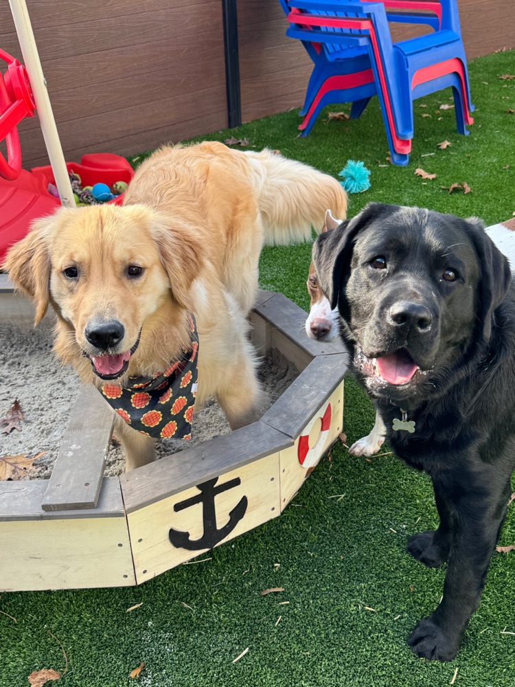 Two happy dogs playing in the Fenway Bark outdoor yard