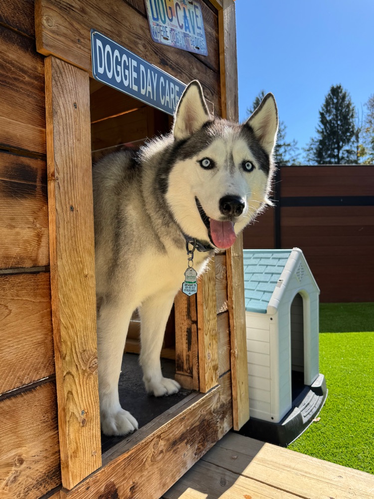 Dog enjoying enrichment play at Fenway Bark