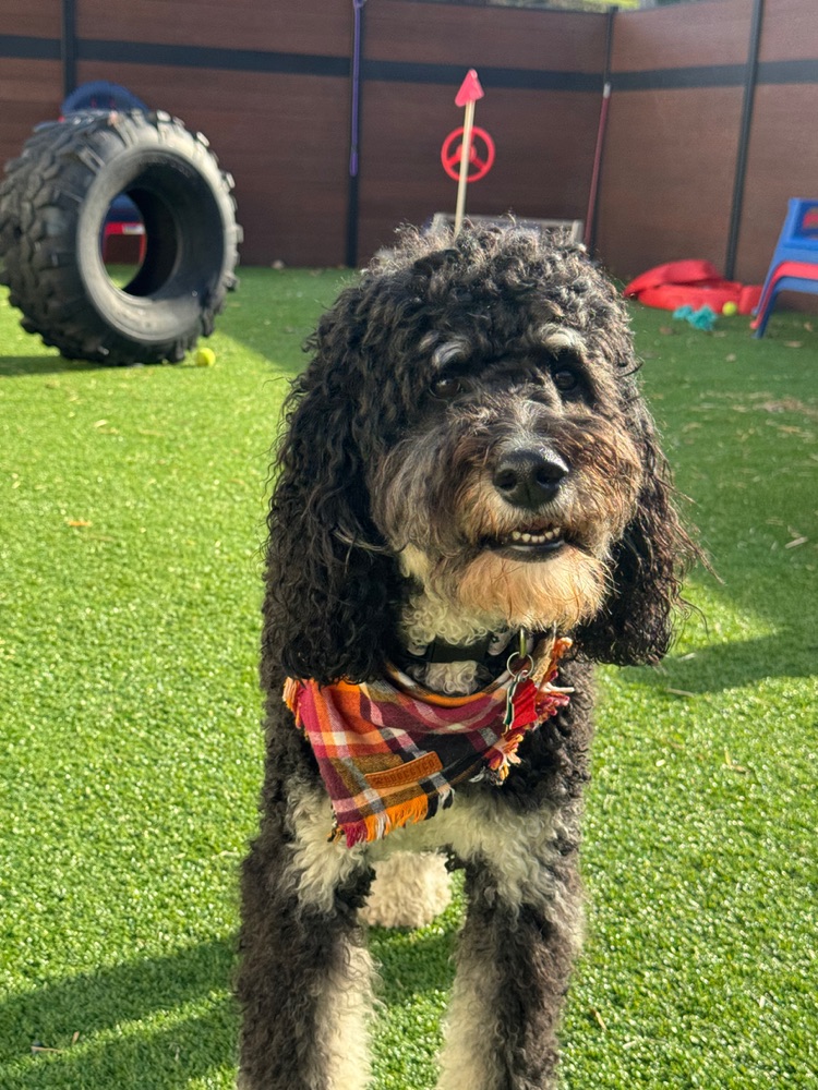 Dog at Fenway Bark daycare