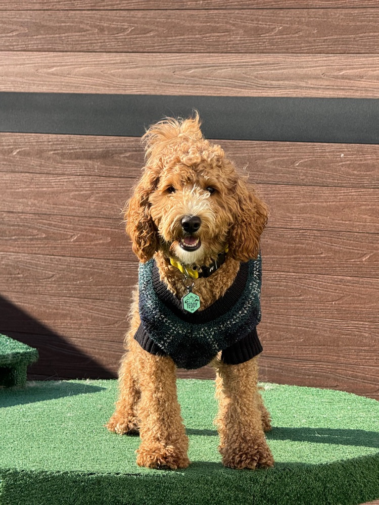 Dog enjoying the Fenway Bark yard